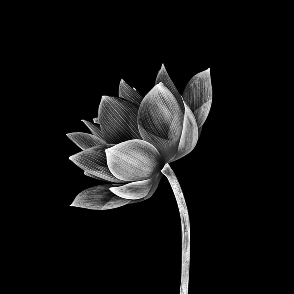 Floral Cam Tablo