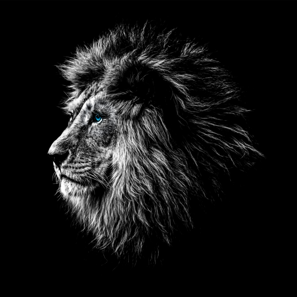 Aslan Cam Tablo