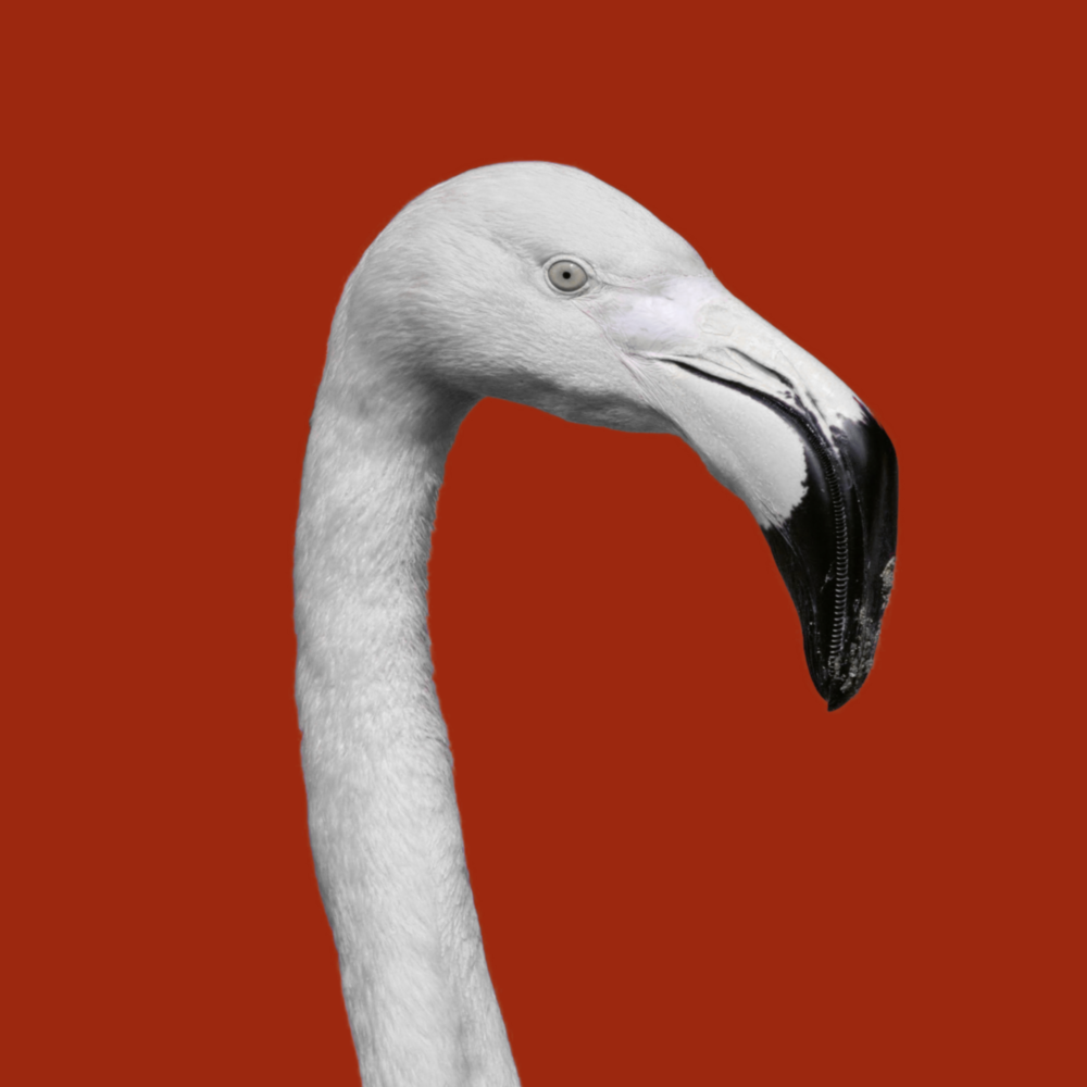Flamingo Cam Tablo