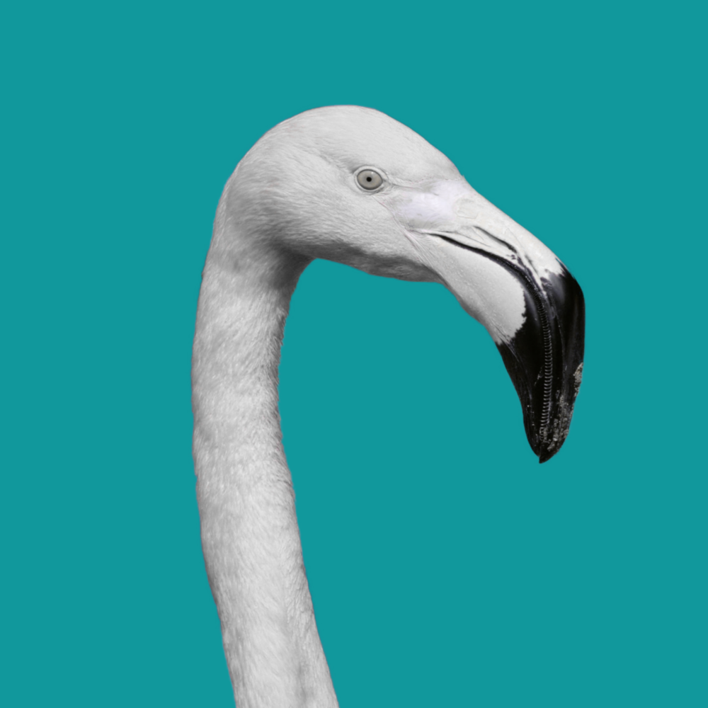 Flamingo Cam Tablo