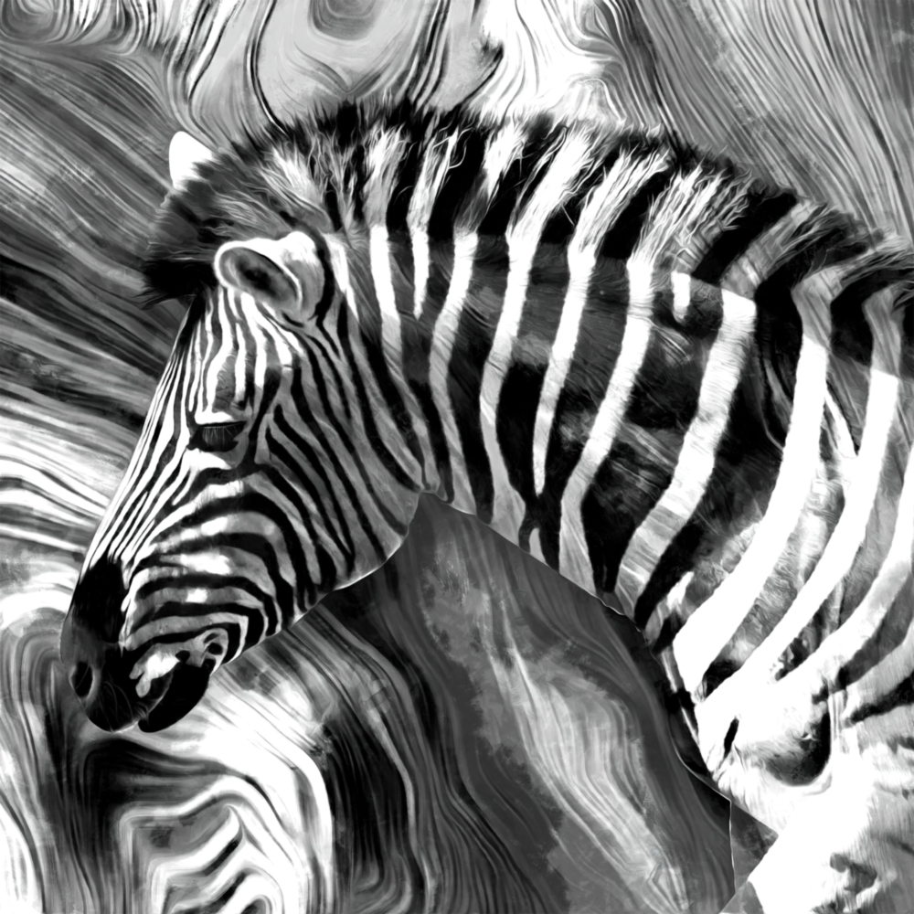 Zebra Cam Tablo