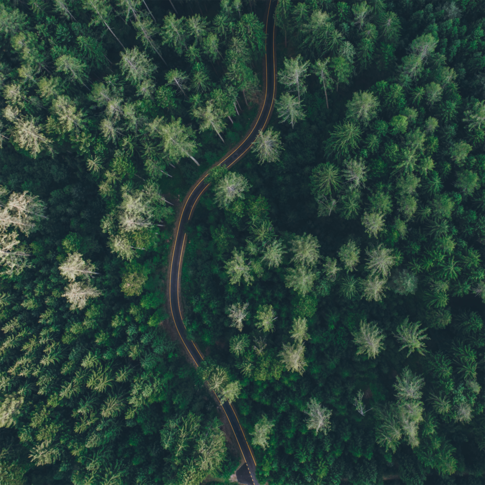 Orman Yolu Cam Tablo