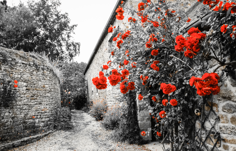 Kırmızı Gül Cam Tablo