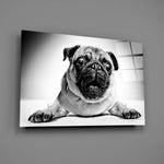 Pug Cam Tablo