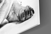 Pug Cam Tablo