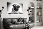 Pug Cam Tablo