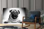 Pug Cam Tablo