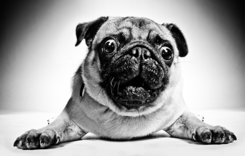 Pug Cam Tablo