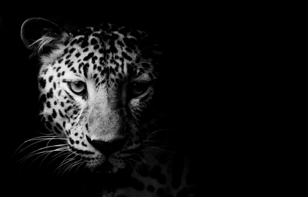 Leopar Cam Tablo