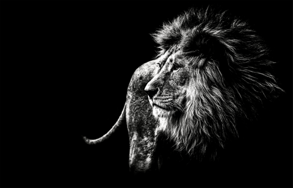 Aslan Cam Tablo