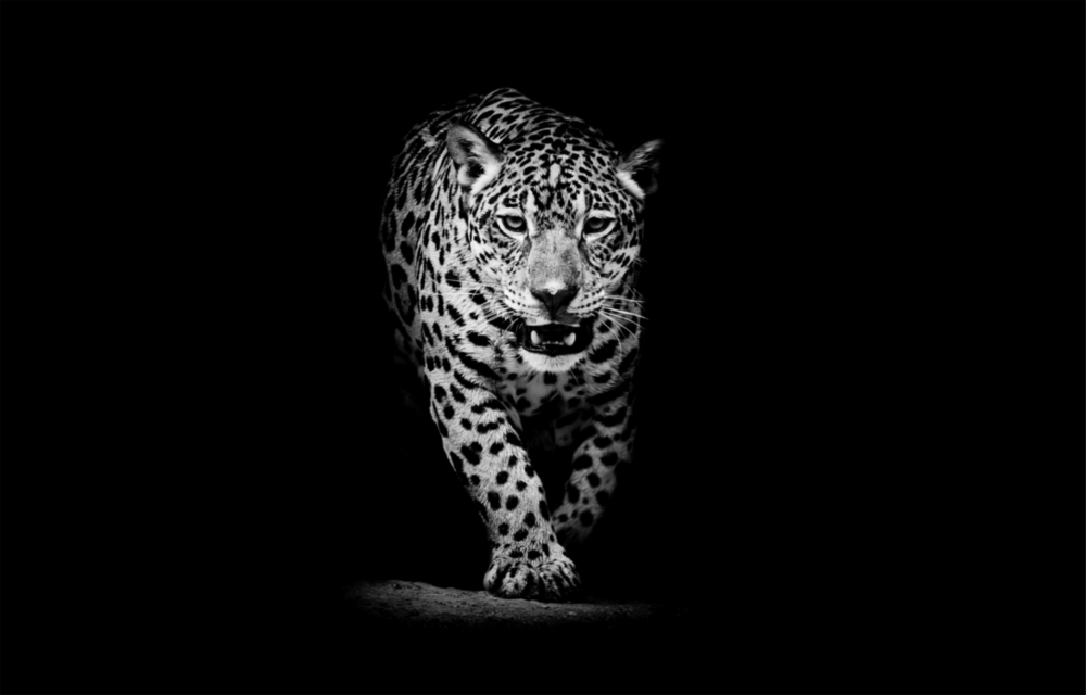 Leopar Cam Tablo