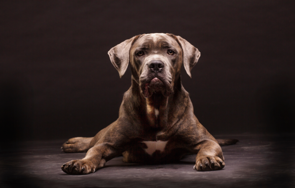 Köpek Cam Tablo