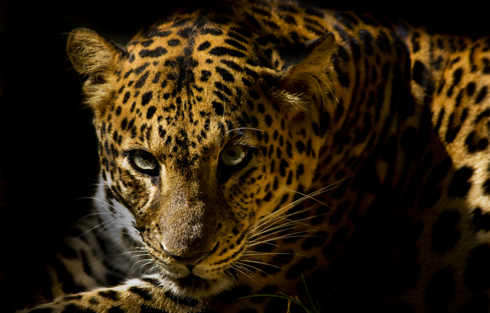 Leopar Cam Tablo