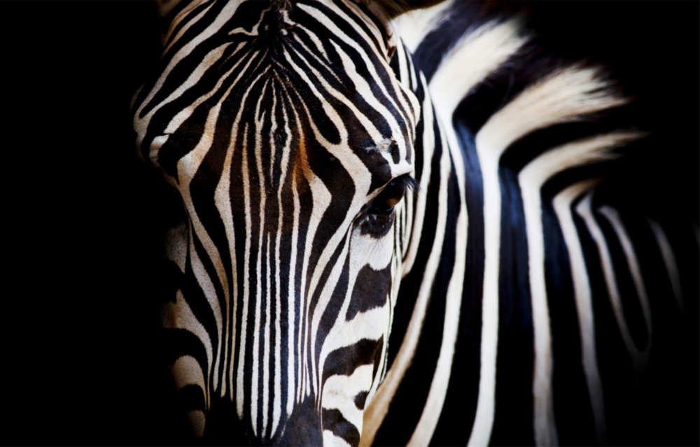 Zebra Cam Tablo