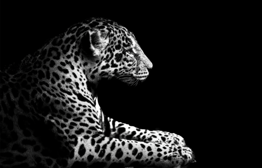 Leopar Cam Tablo