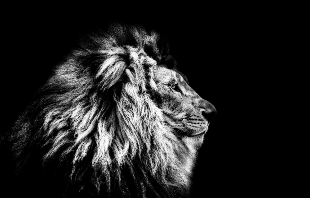 Aslan Cam Tablo