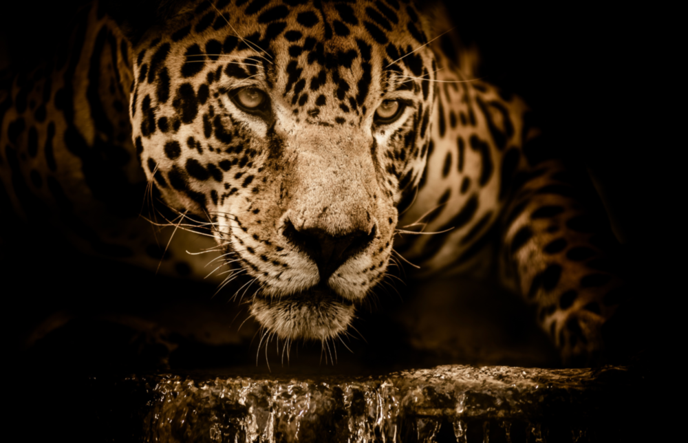 Leopar Cam Tablo