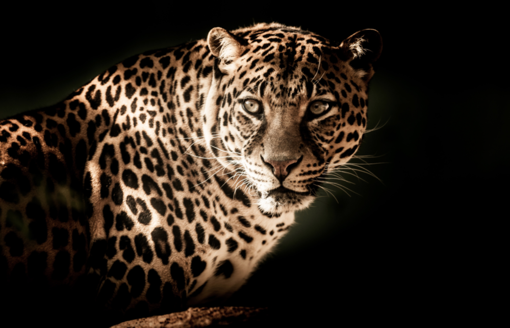 Leopar Cam Tablo