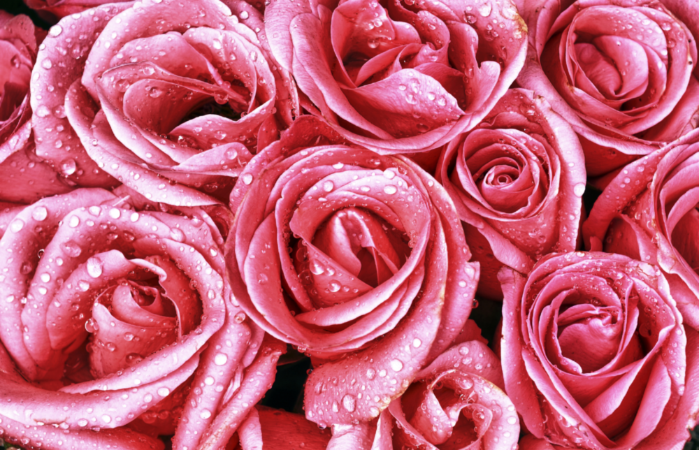 Pembe Gül Cam Tablo
