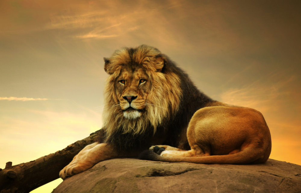 Aslan Cam Tablo
