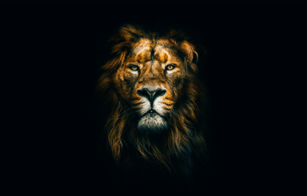 Aslan Cam Tablo