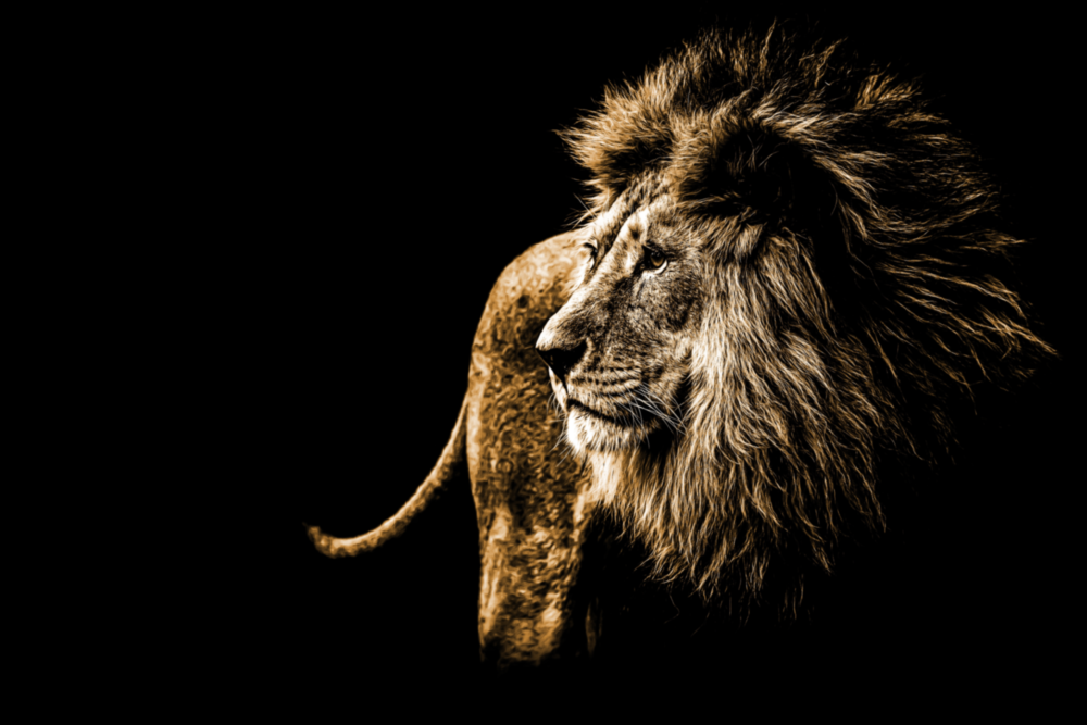 Aslan Cam Tablo