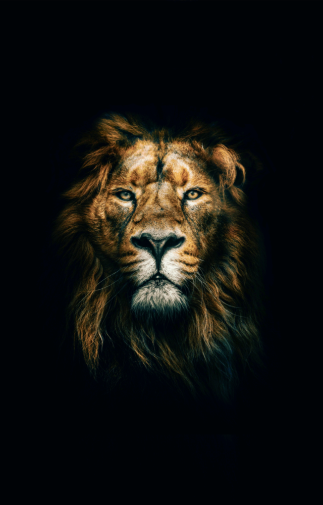 Aslan Cam Tablo
