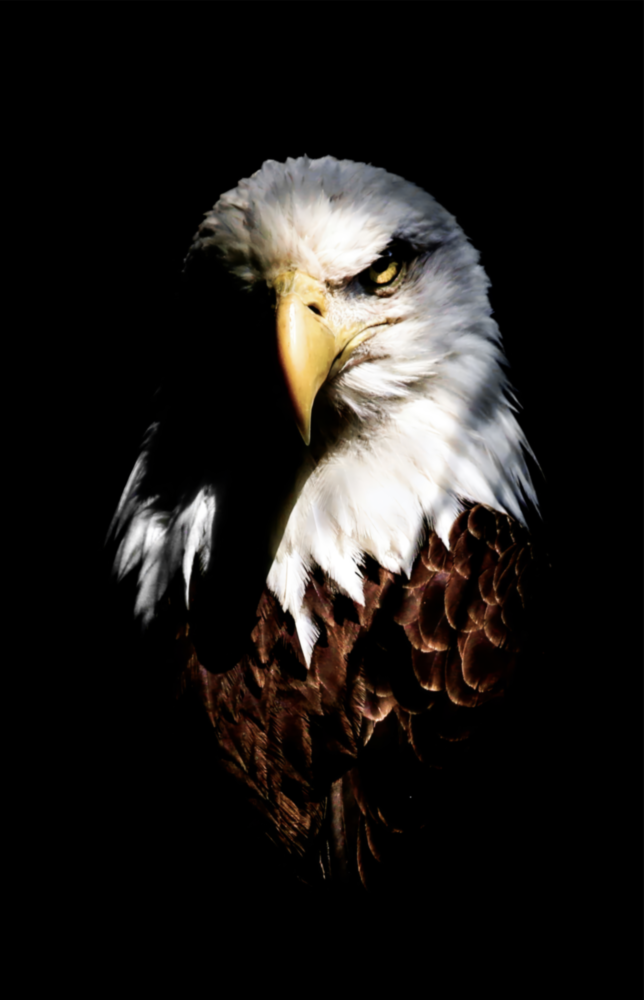 Kartal Cam Tablo