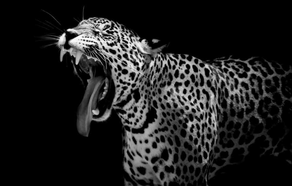 Leopar Cam Tablo