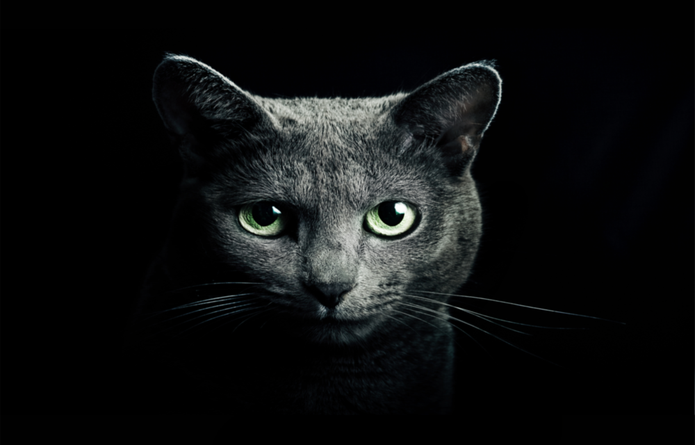 Kedi Cam Tablo