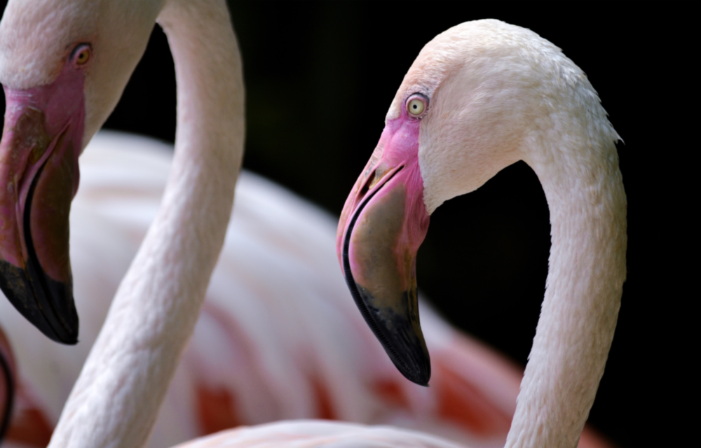 Flamingo Cam Tablo