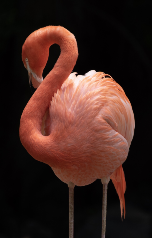 Flamingo Cam Tablo