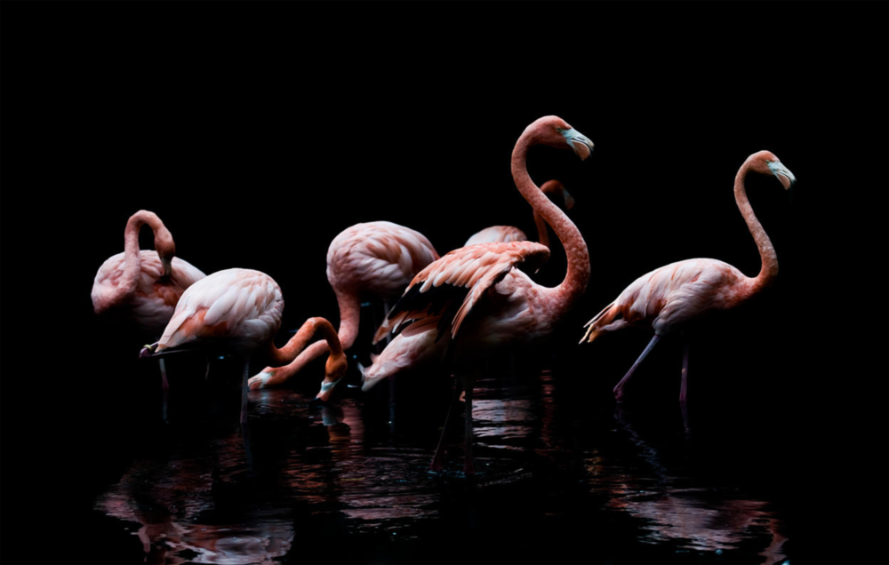 Flamingolar Cam Tablo