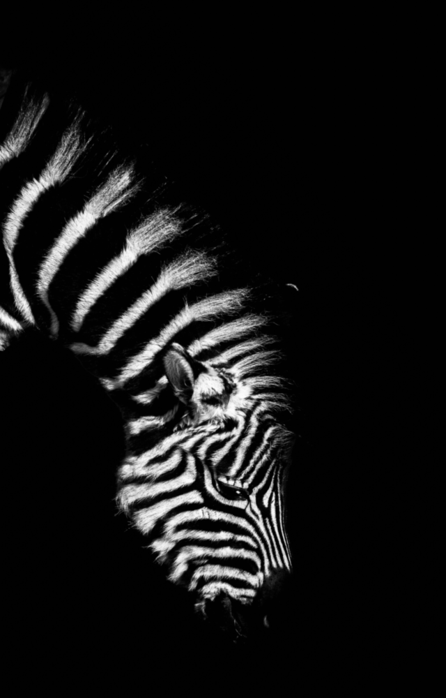 Zebra Cam Tablo