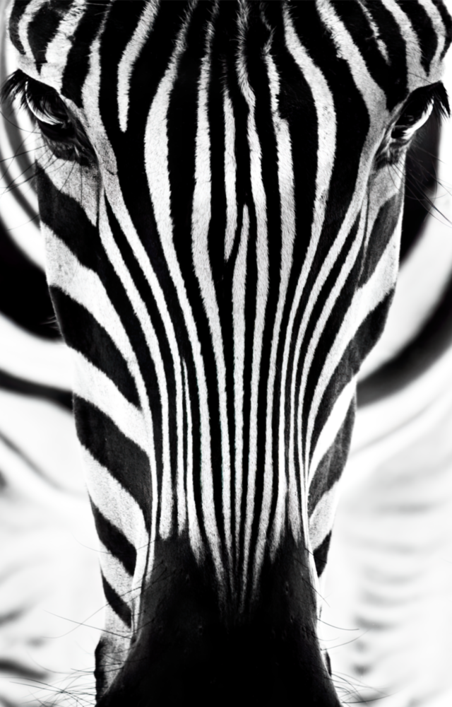 Zebra Cam Tablo