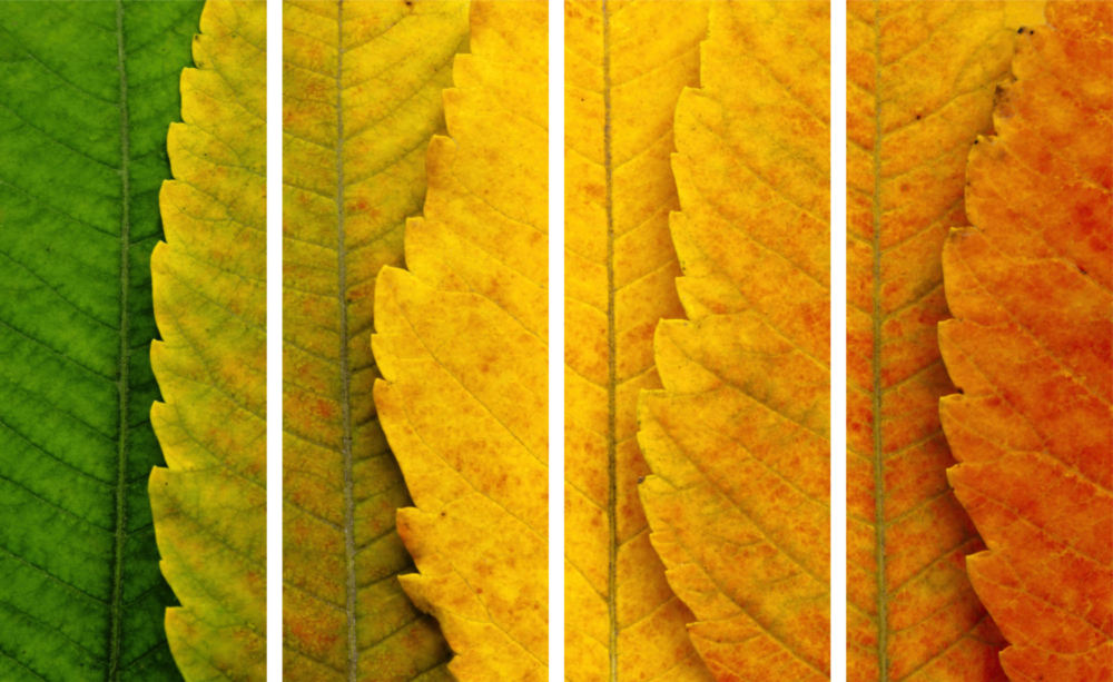 Sonbahar Yaprakları 4 Parça Mega Cam Tablo | 150x92 cm