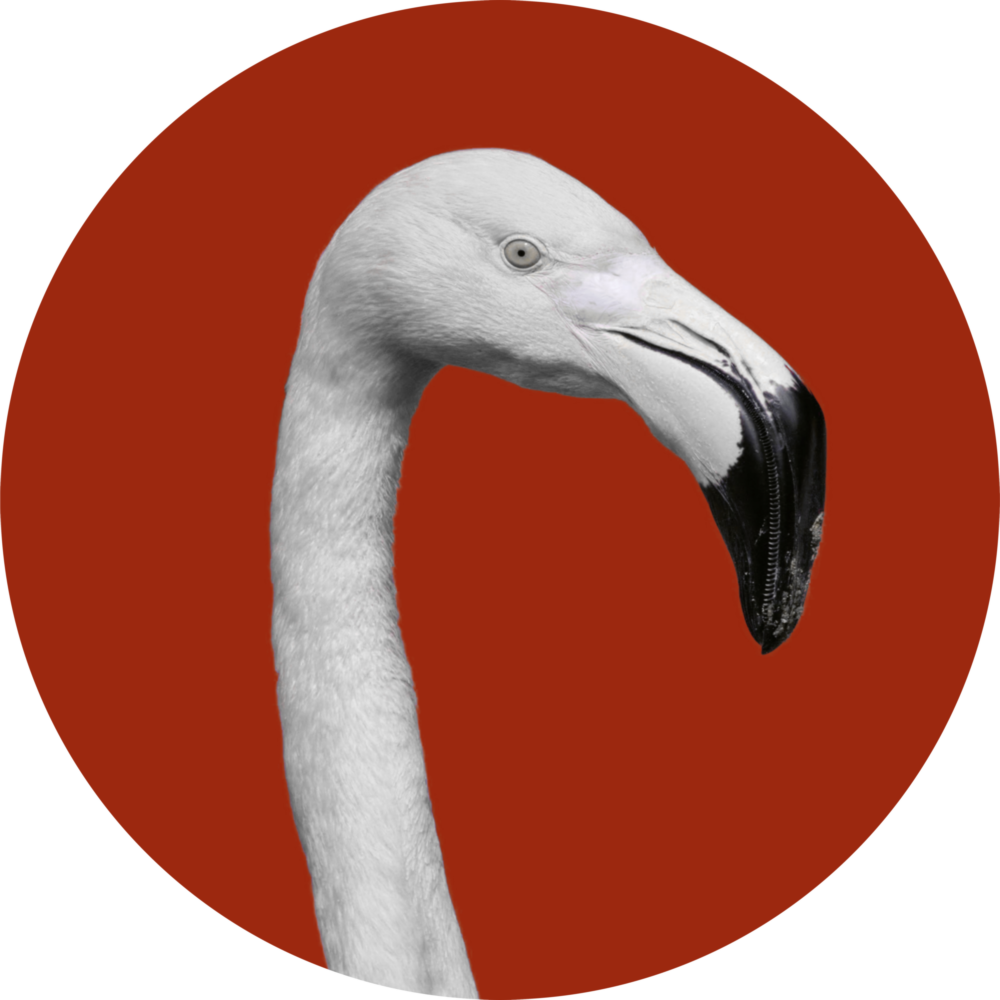 Flamingo Cam Tablo