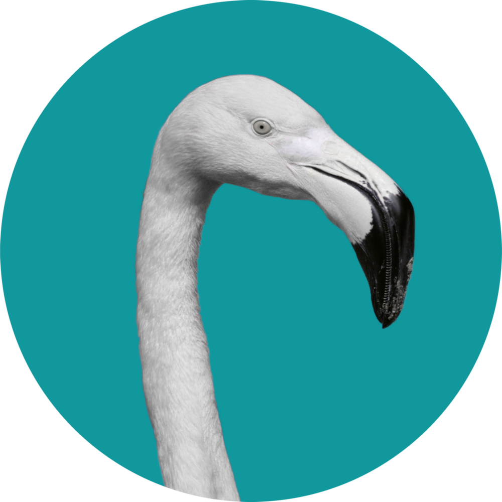 Flamingo Cam Tablo