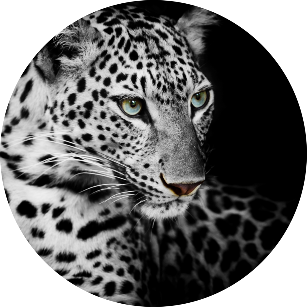 Leopar Cam Tablo