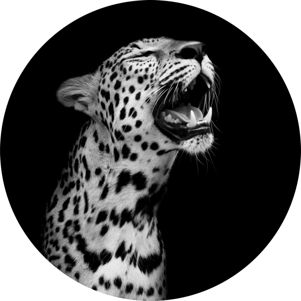 Leopar Cam Tablo