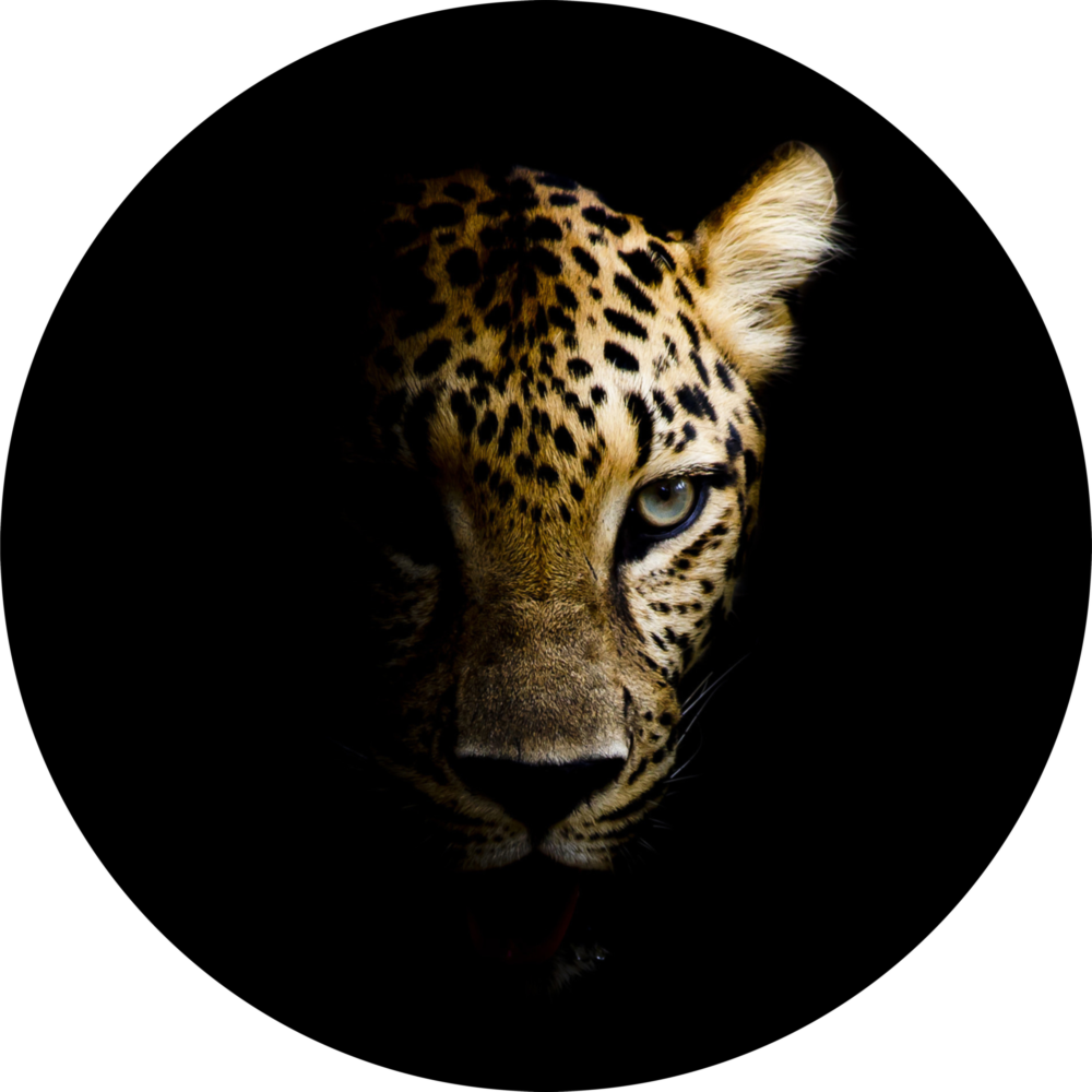 Leopar Cam Tablo