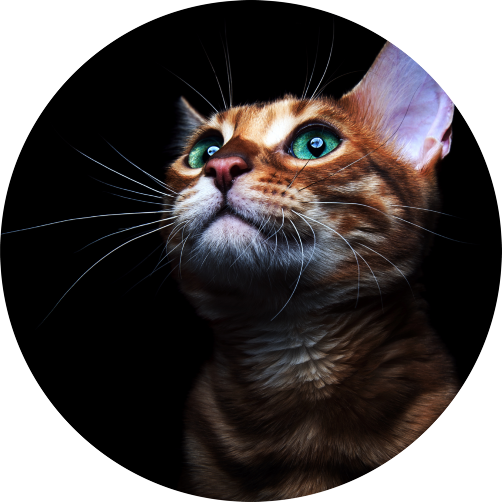 Kedi Cam Tablo