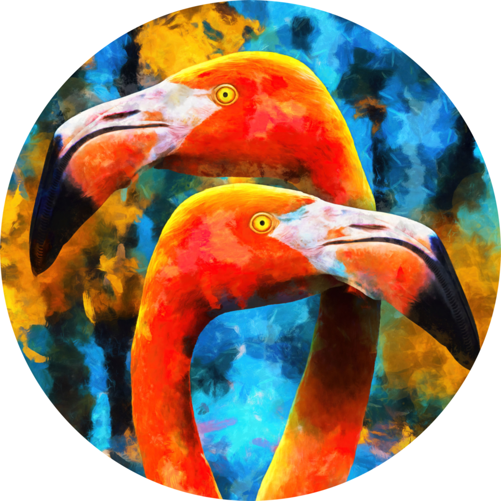 Flamingo Cam Tablo