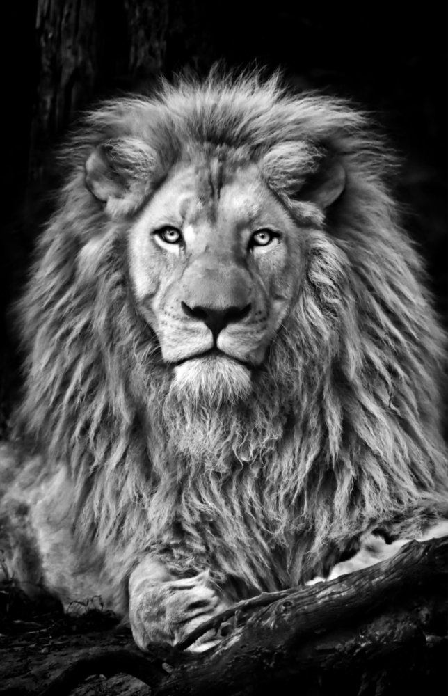 Aslan  Cam Tablo