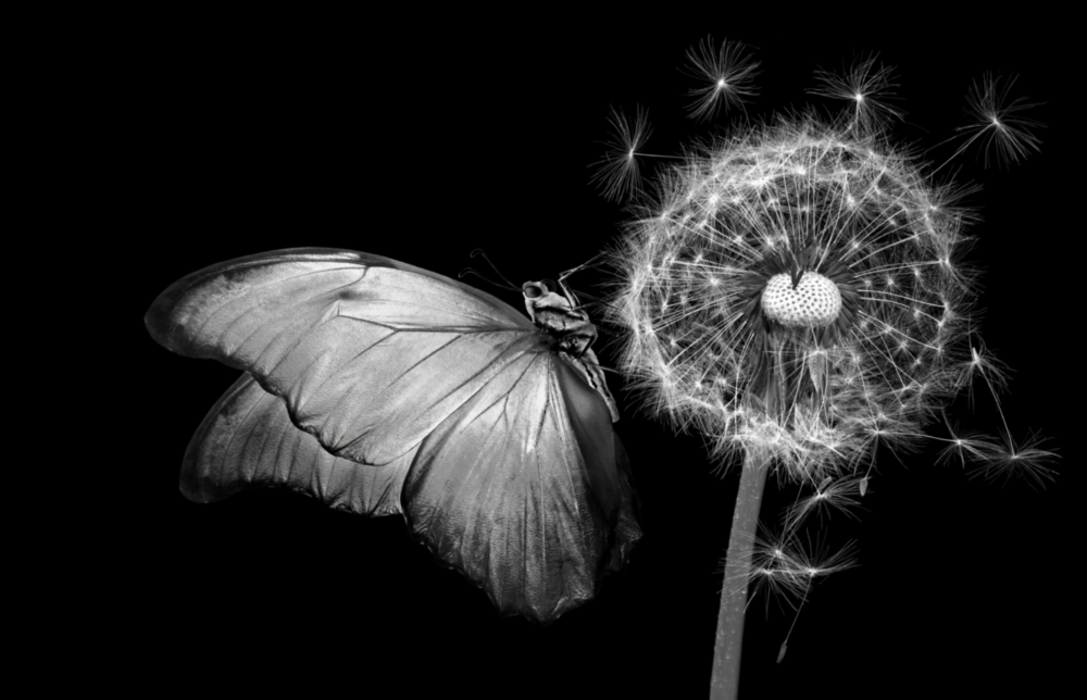 Kelebek ve Karahindiba Cam Tablo