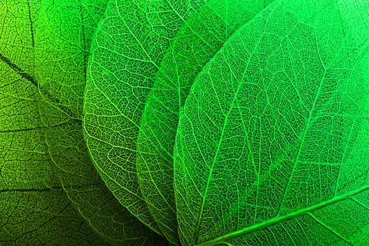 Verdant Lattice: Botanik Ağ — Hissedilebilir 3D Kabartma + Parlak Lake Baskı
