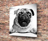 Pug Cam Tablo.