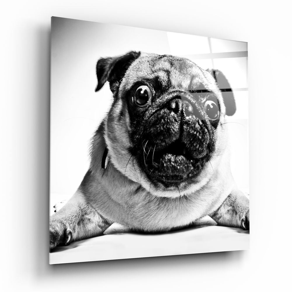 Pug Cam Tablo.