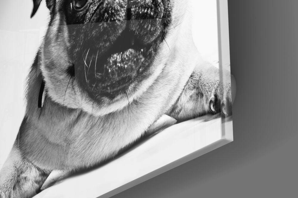 Pug Cam Tablo.