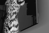 Leopar Cam Tablo.